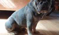 Penny