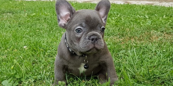 Vinny
