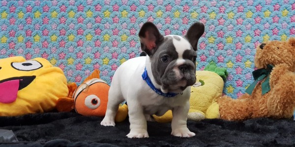 Frank the Tank