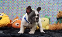 Frank the Tank