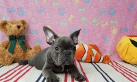 Moris