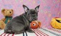 Moris