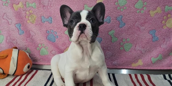 Otis