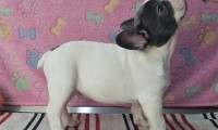 Otis
