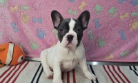 Otis