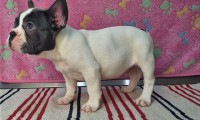 Otis
