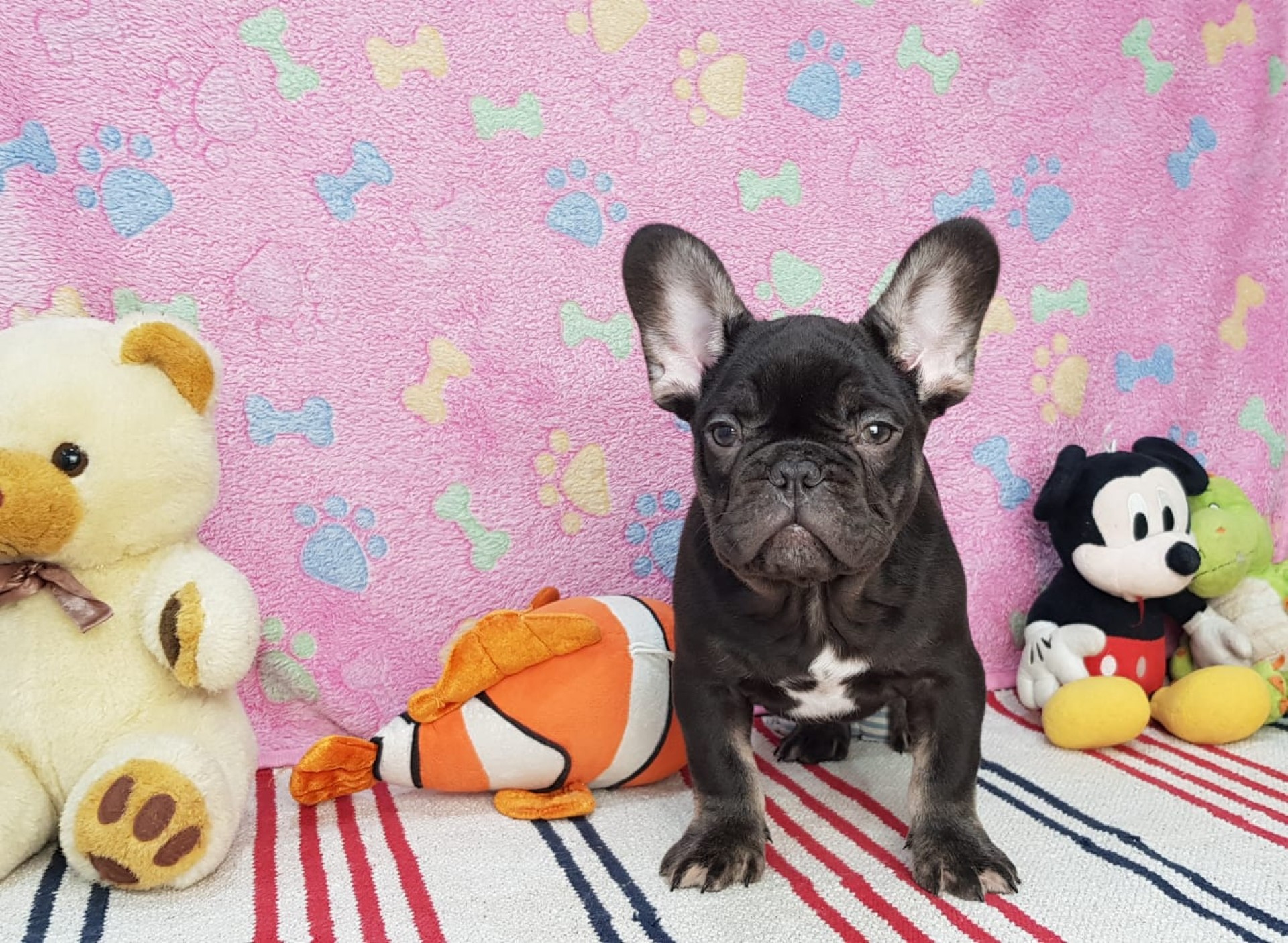 From Family to Family Zeus Testable Fluffy Carrier