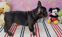 Zeus Testable Fluffy Carrier