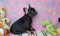 Zeus Testable Fluffy Carrier