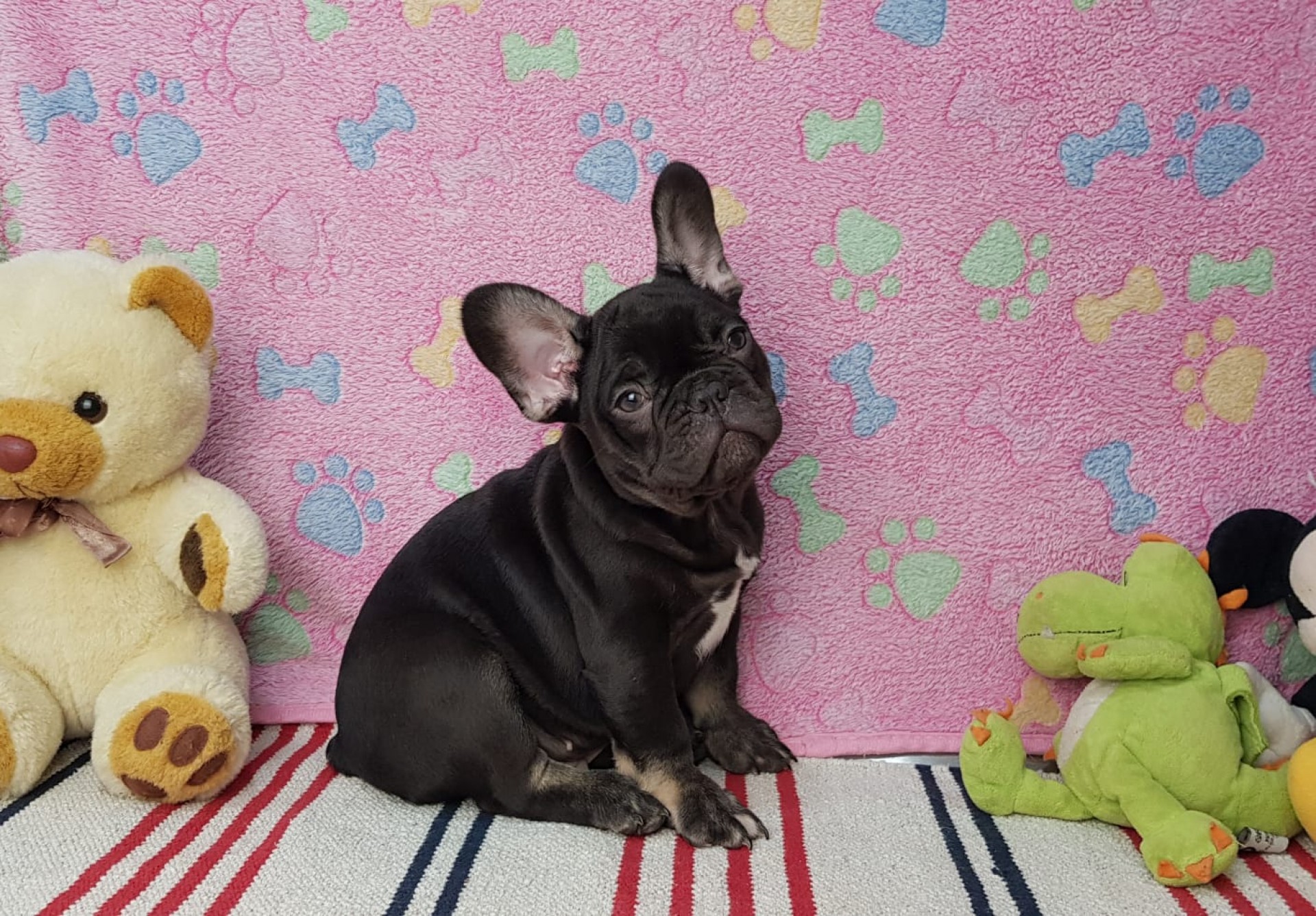 From Family to Family Zeus Testable Fluffy Carrier