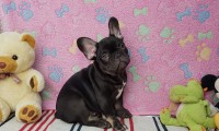 Zeus Testable Fluffy Carrier