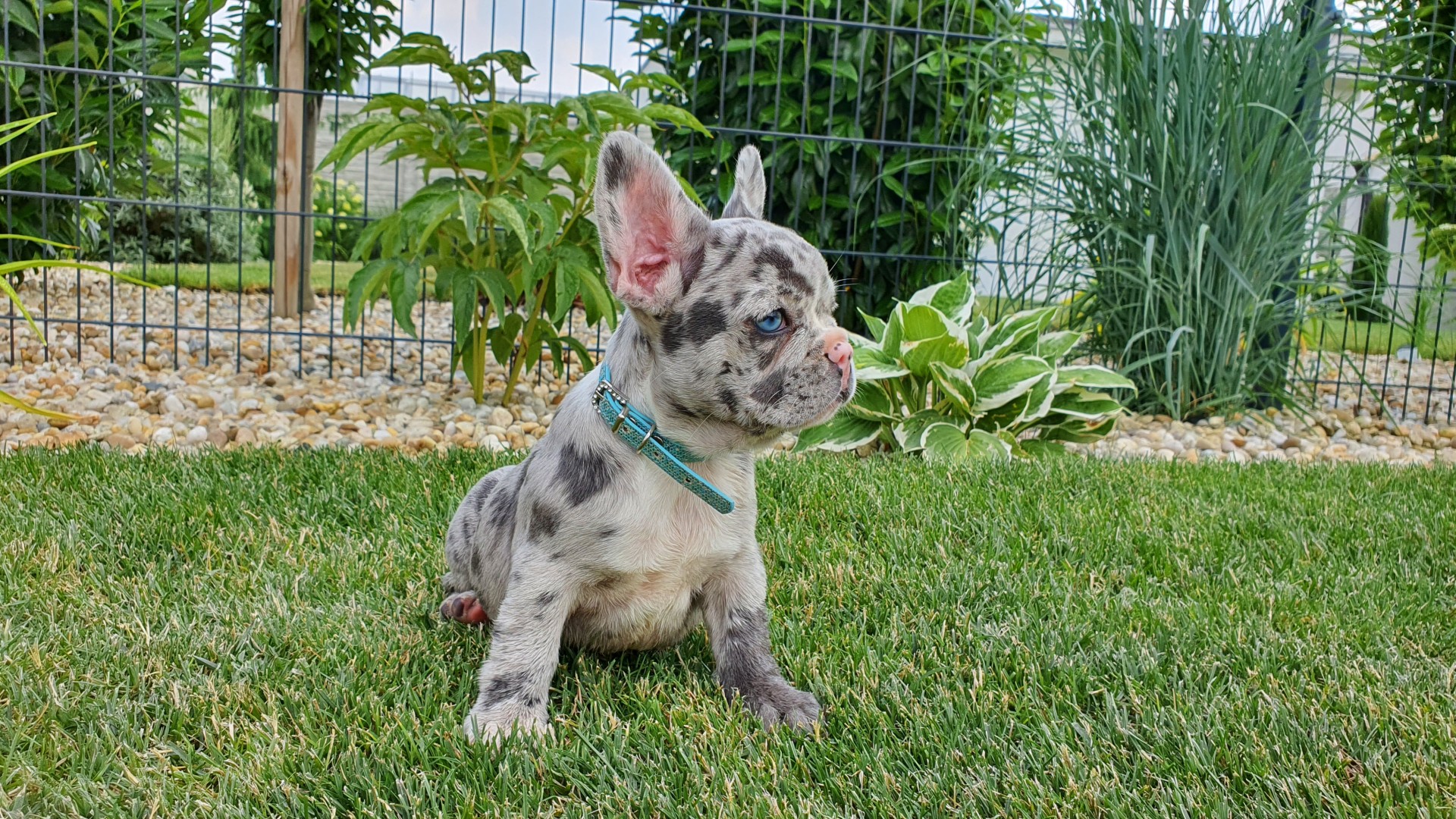 Does Blue Merle French Bulldogs are great family pets? 