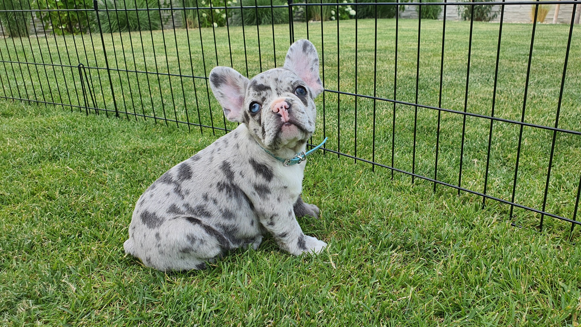 Do blue Merle French Bulldogs have health problems?