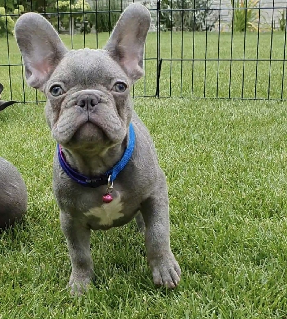 Violet french bulldog sales