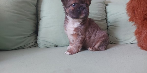 Fluffer