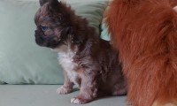 Fluffer