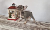 Harvey
