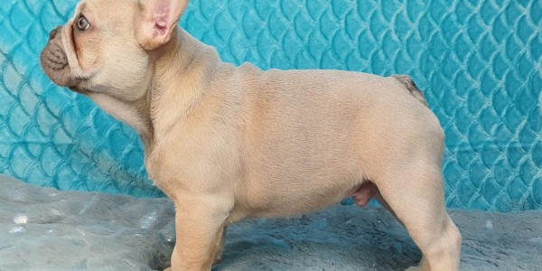 Milo