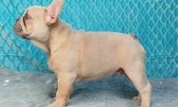 Milo