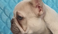 Milo