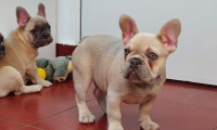 Milo