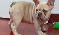 Milo