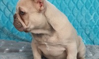 Milo