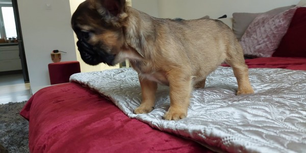 Wolfi