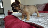 Wolfi