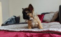 Wolfi