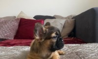 Wolfi