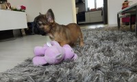 Wolfi
