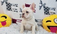 Simon