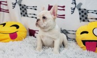 Simon