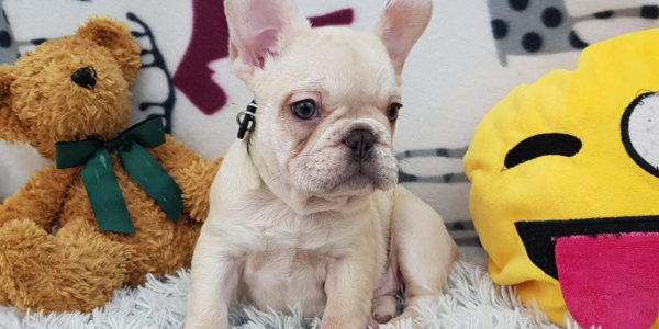 Watson