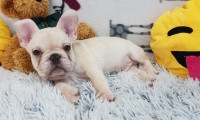 Watson