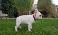 Remi