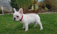 Remi