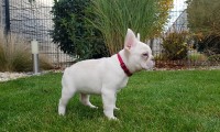 Remi