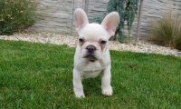 Remi
