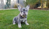 Romy