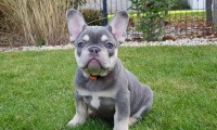 Romy