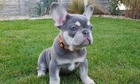 Romy