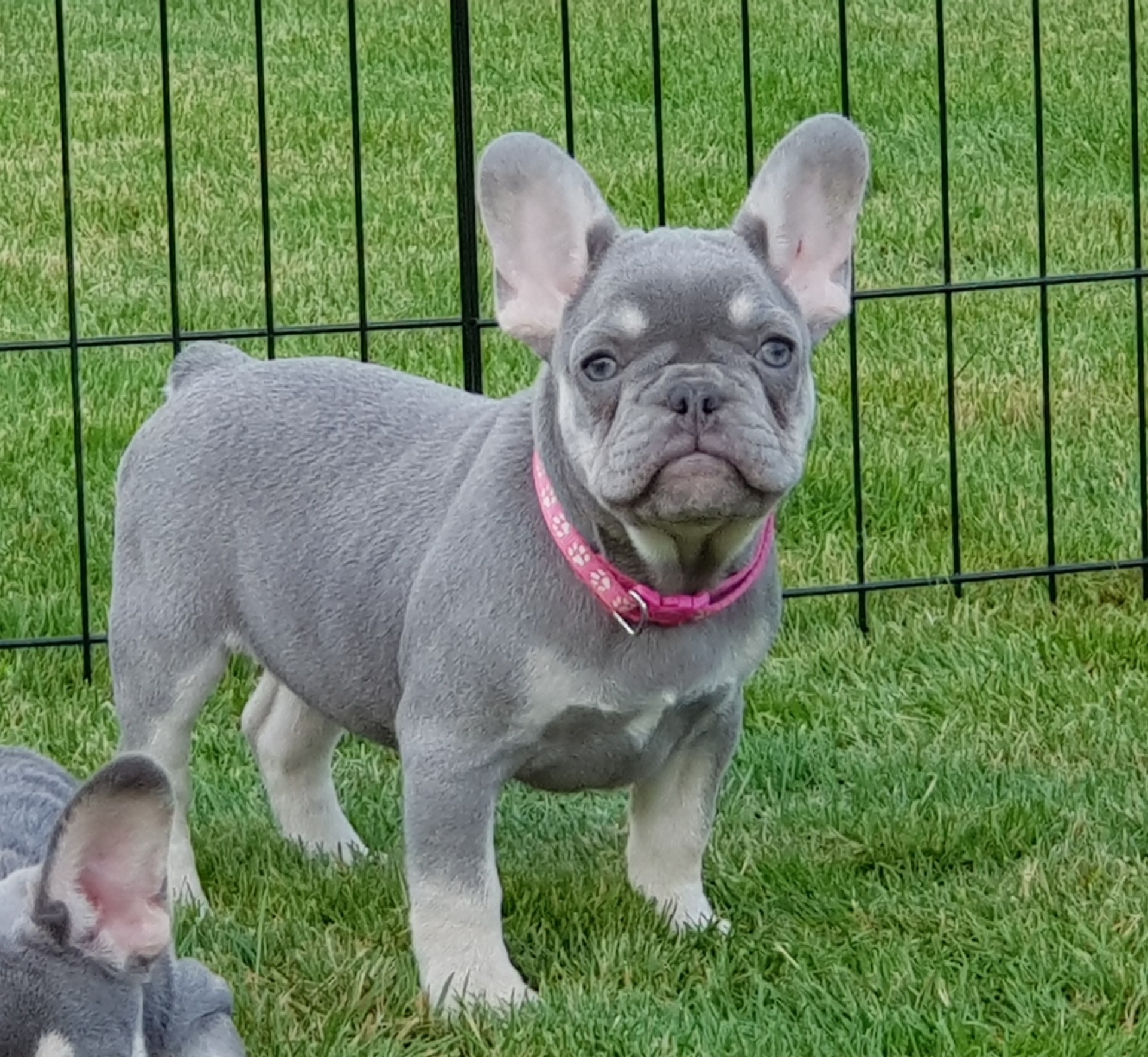 From Family to Family Rubbi