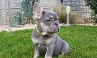 Reisy