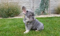 Reisy