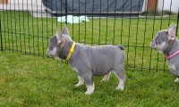 Reisy