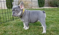 Reisy