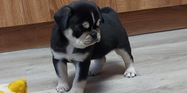 Husky