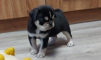 Husky